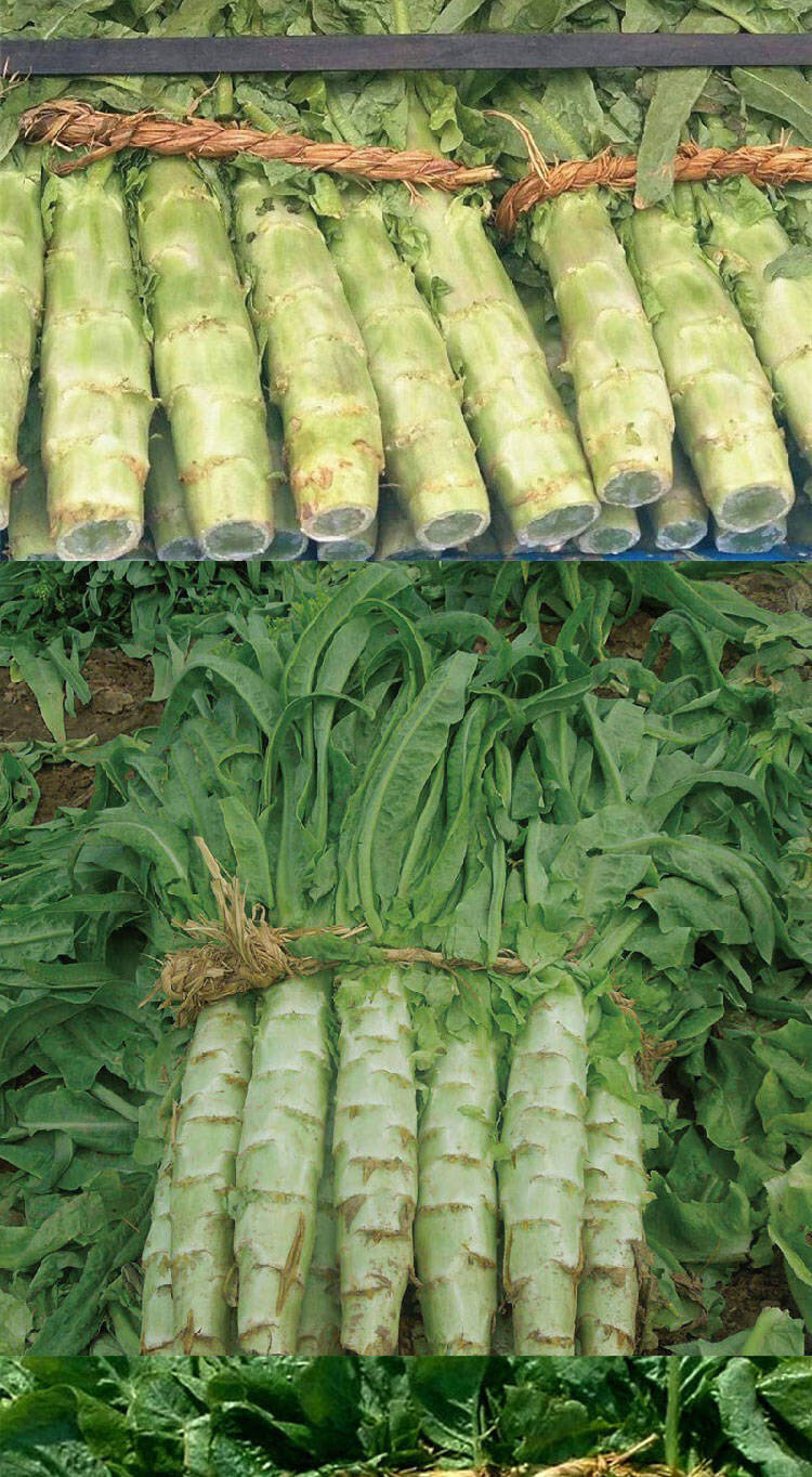 现货新鲜莴笋四川精品莴苣农家自种时令蔬菜现摘现发凤尾苣菜3斤莴笋