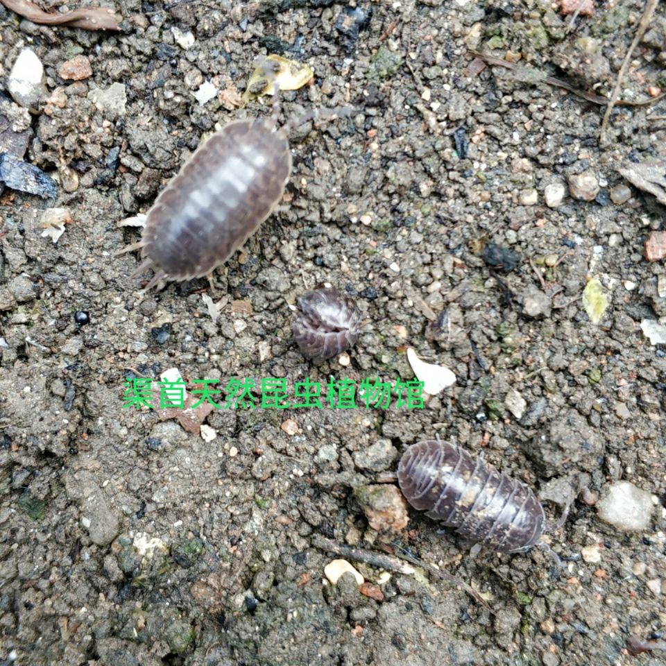 荣郁促销鼠妇虫活体200只鼠球西瓜虫潮虫宠物教学昆虫