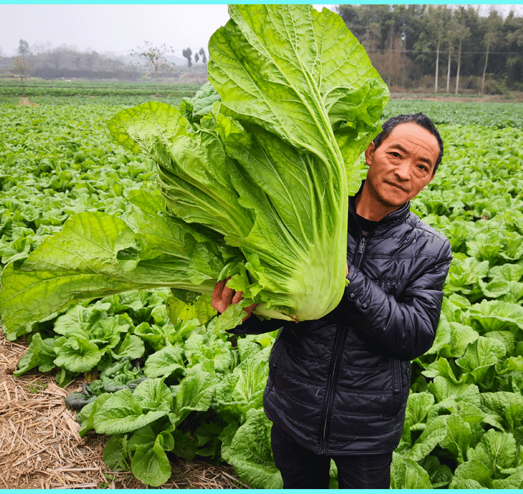 老酸菜专用原料四川新鲜泡青菜酸菜鱼泡酸菜大叶青菜宽帮青菜359斤可