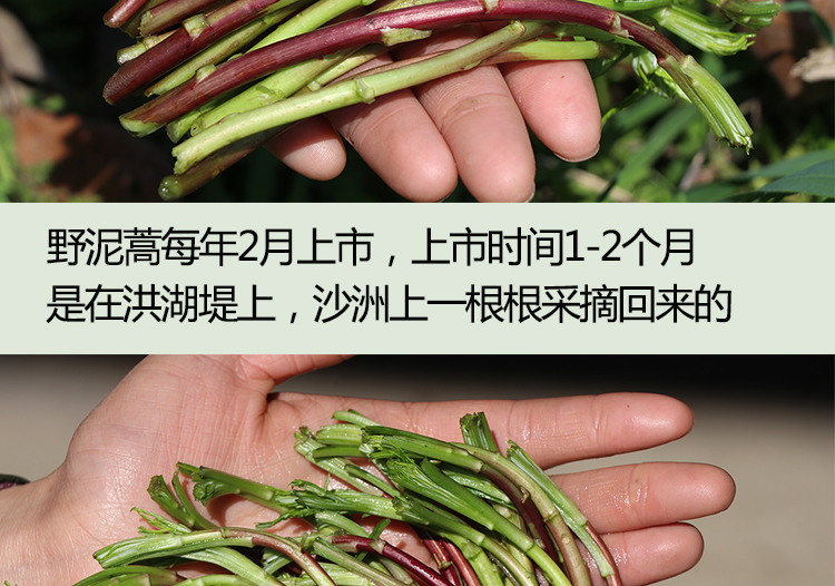 顺丰湖北洪湖新鲜泥蒿野生芦蒿黎蒿篱蒿泥耗特产蔬菜蔬菜当季1000g