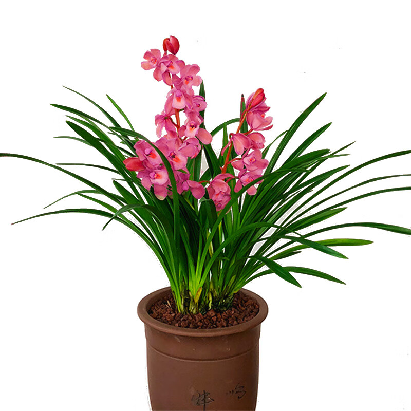 价 兰花 香妃 红贵妃 矮种浓香建兰四季兰 兰花苗花 5苗金荷 不含盆