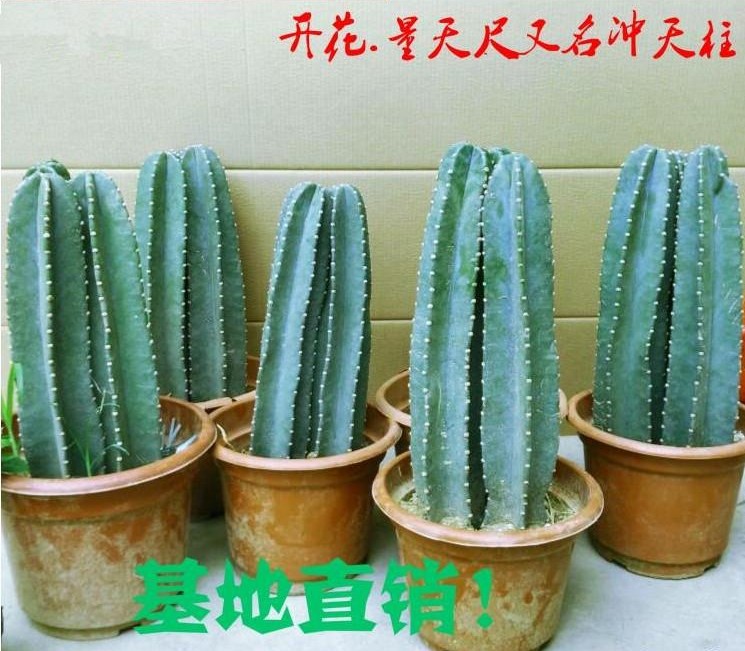 仙人柱多肉植物量天尺盆栽仙人掌科实生嫁接令箭2层不含盆
