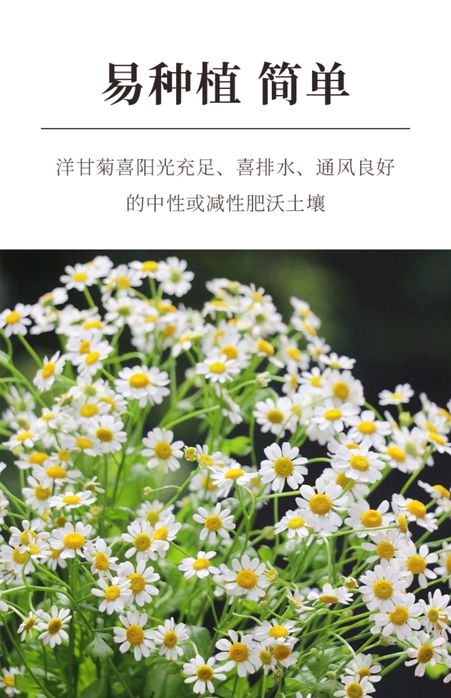 洋甘菊种子种籽罗马小太阳花雏菊花苗四季阳台盆栽花卉种苗孑花种矮生