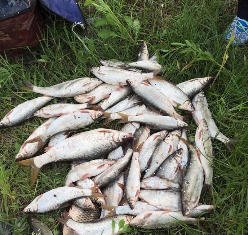 钓单开青尾饵料青尾鱼饵料野钓配方青尾鲴拉饵黄尾