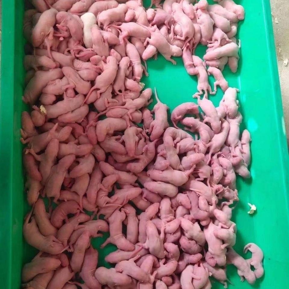 4克单独包装20只 (镊子手套【图片 价格 品牌 报价