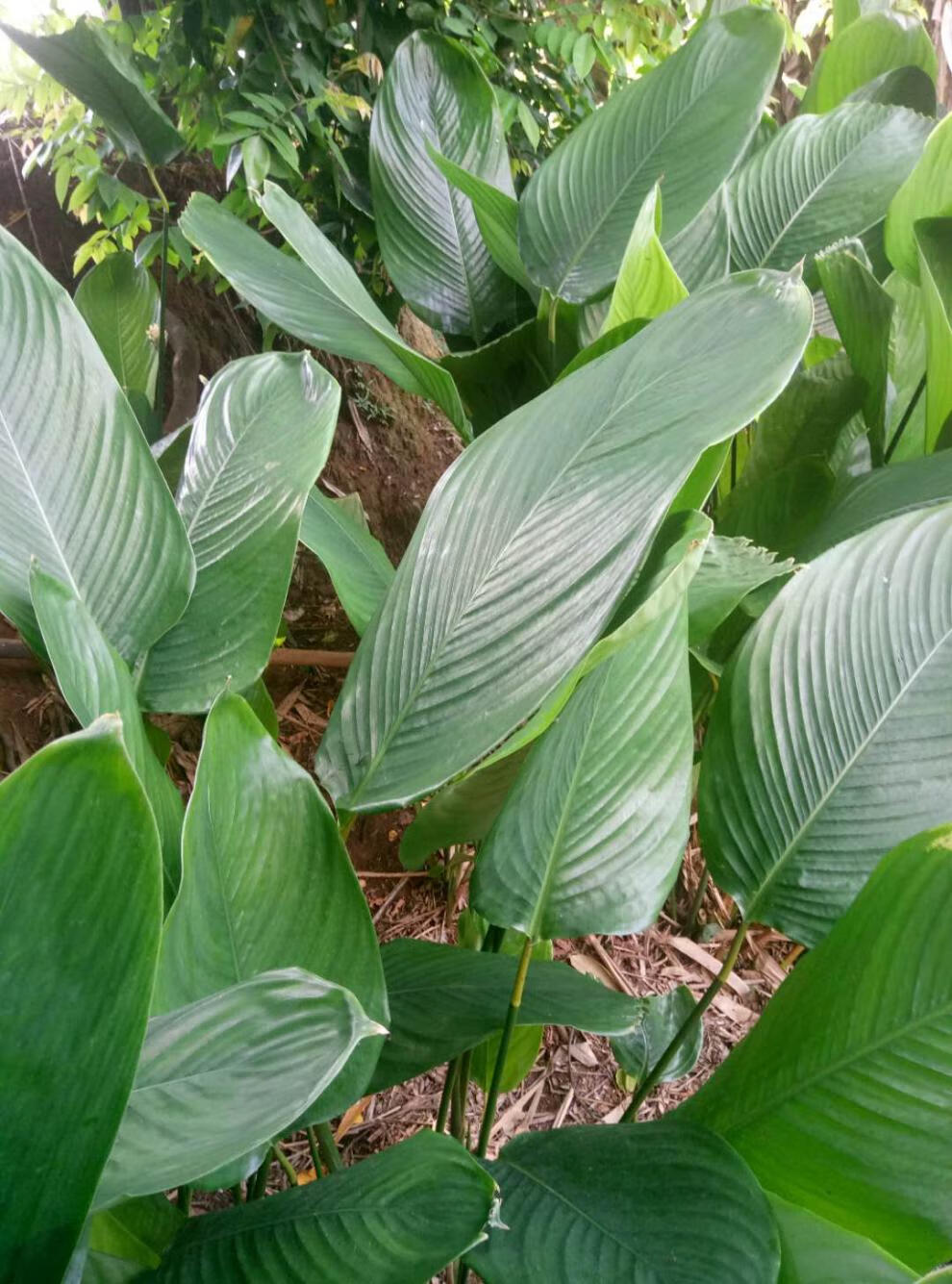新鲜大粽叶现摘冬叶粽子叶裹蒸粽子小叶40张