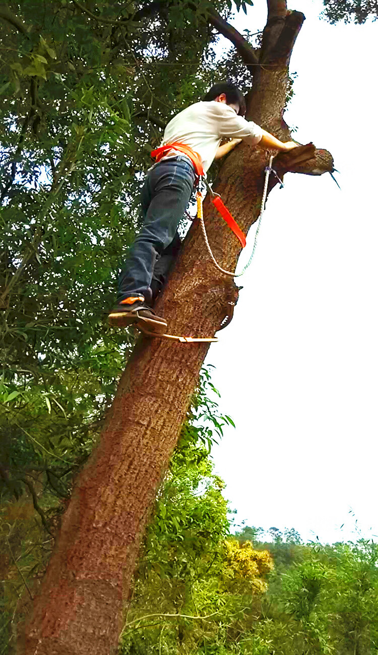洁尔嘉爬树神器爬树工具爬树木杆脚扣上树工具爬椰子树木杆爬树脚扣