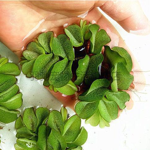 乌龟缸造景绿植水草乌龟专用缸鱼缸摆件红毛丹浮萍真草水培养种子净化