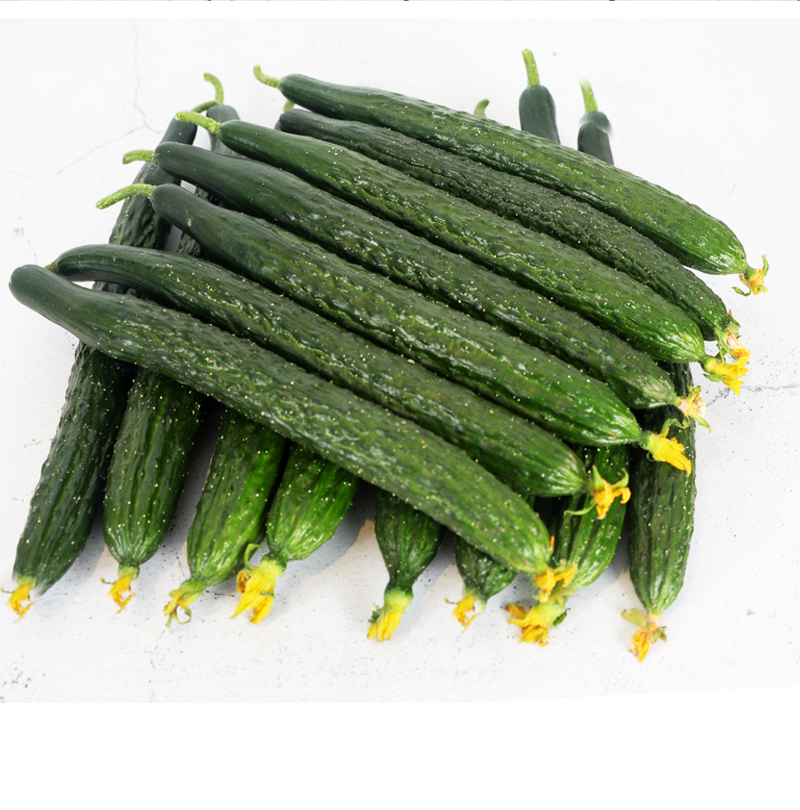 新鲜大黄瓜5斤当季青瓜时令蔬菜水果5斤