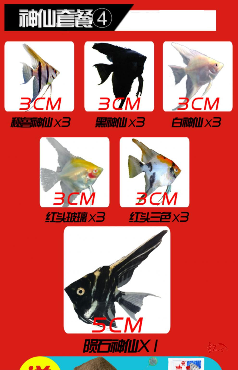 黑燕鱼分公母图解图片