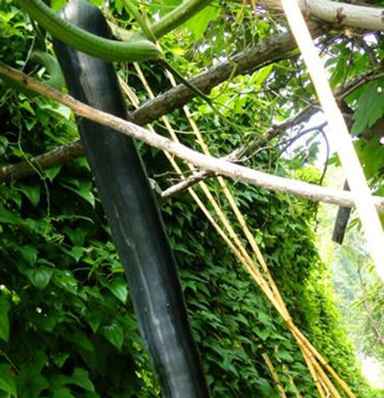 【特选纯黑南瓜二号】原装10克