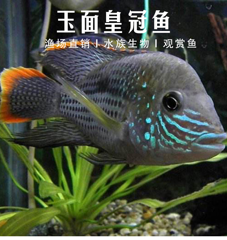 玉面皇冠鱼寿命图片