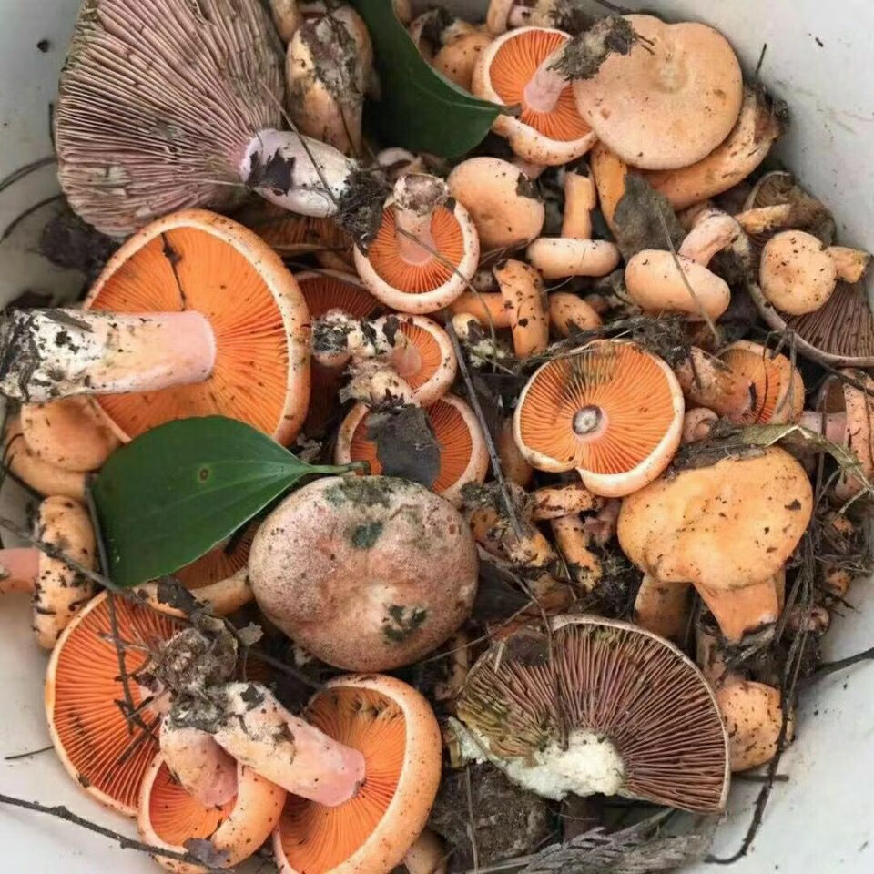 野生松树菌青碟花菌种子黄碟花菌种子野生蘑菇种子人工种植菌种乌纵菌
