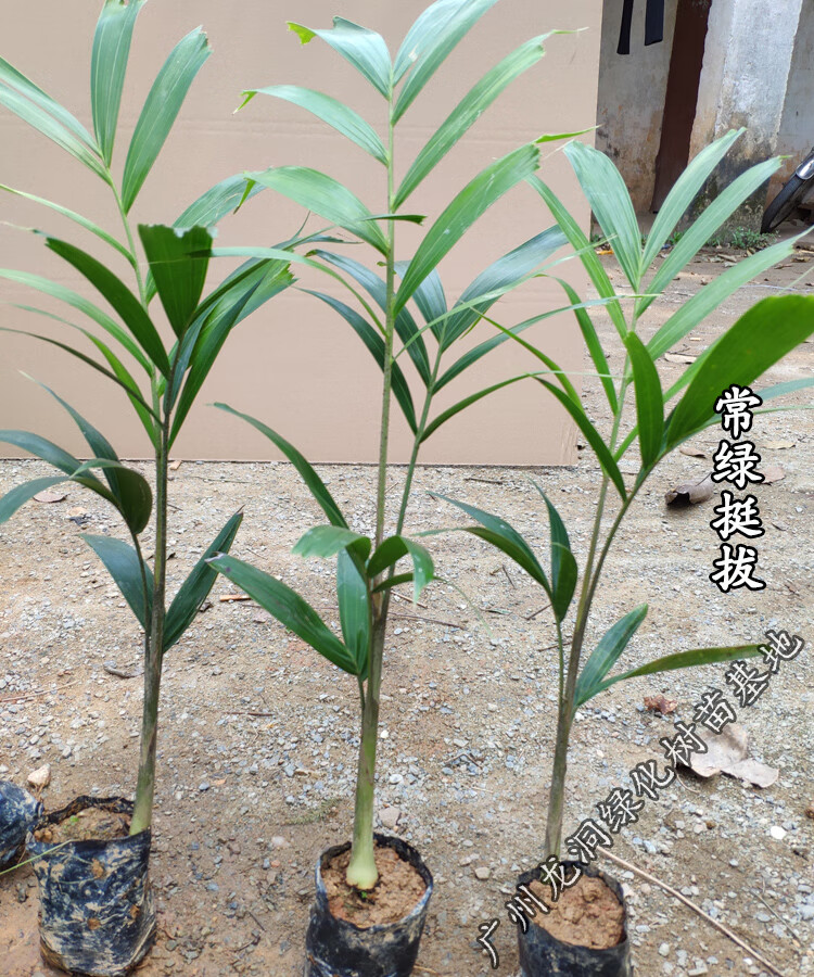 花姬澳大利亚狐尾椰子苗四季常绿观叶植物棕榈科狐尾椰苗庭院花园盆栽