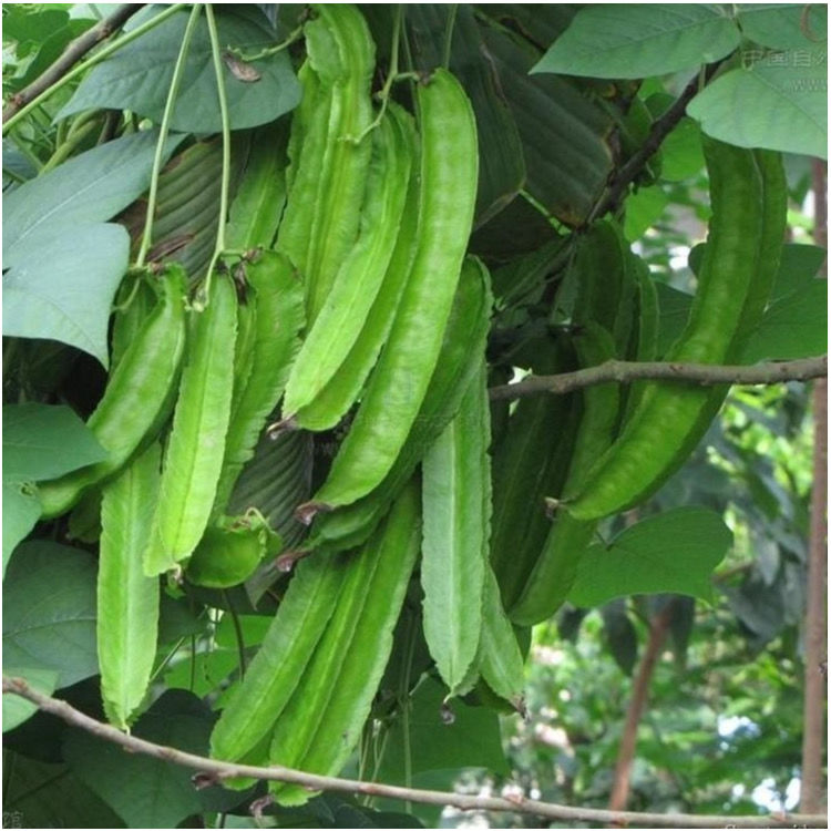 海南新鲜蔬菜现摘现发四角豆四棱豆龙角豆普通纸箱5斤装