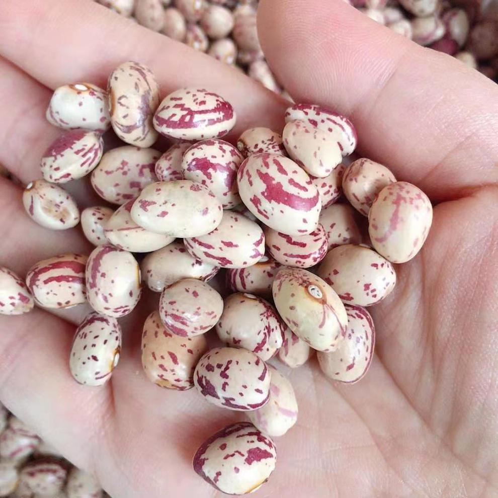 宏轩曼威 云南新货雀蛋豆奶花芸豆花生豆农家自种雀蛋豆五豆杂粮高原