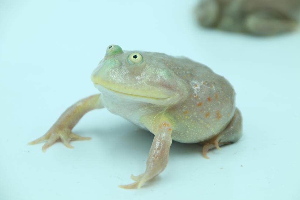 小丑蛙 猫眼珍珠蛙水蛙萌蛙宠物蛙水栖蛙网红蛙 9~10cm【图片 价格