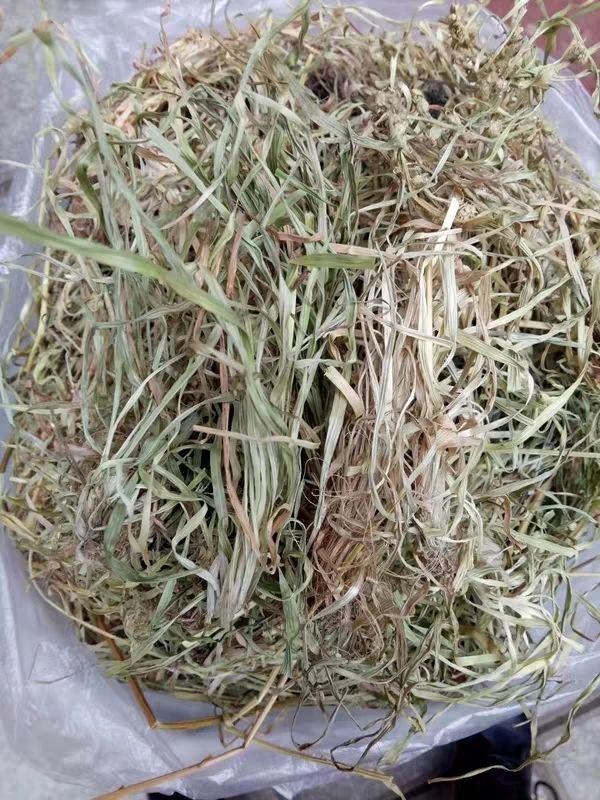 中药材小叶肺心草肺筋草小肺筋草梅花草蛆儿草肺心草一斤 伊梵麦 小肺