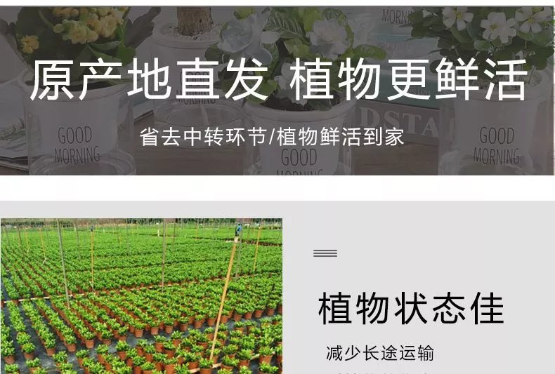 5，綠植盆栽花卉室內好養發財樹辦公室文竹梔子花綠蘿水培小植物多肉 【文竹3盆裝】 【帶盆種好】+鋪麪石+肥料