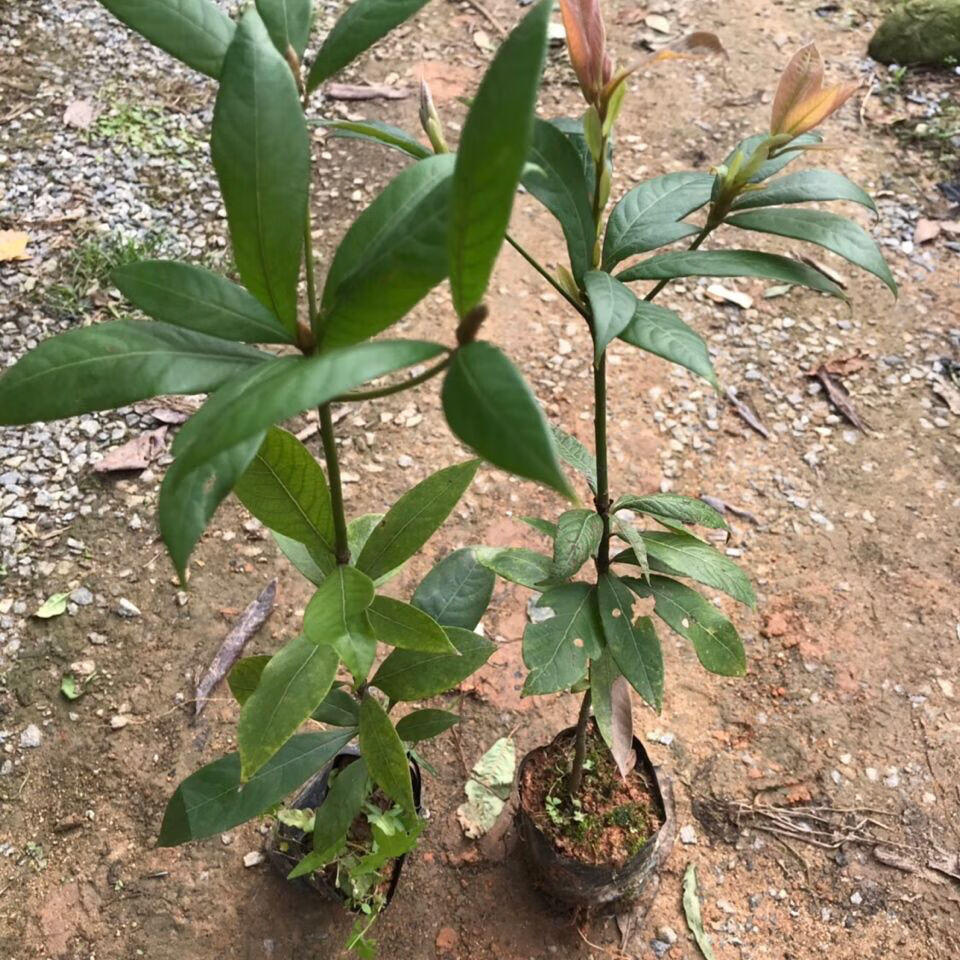 正宗金丝楠木树苗名贵苗木小叶桢楠金丝楠木树苗盆栽抗寒绿化苗木 20