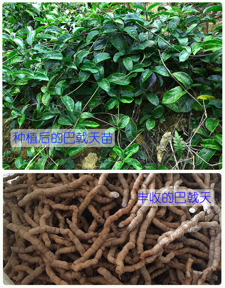 正宗肇庆巴戟天苗德庆巴戟苗高要野生药材中药树苗鸡肠风树苗 购5000