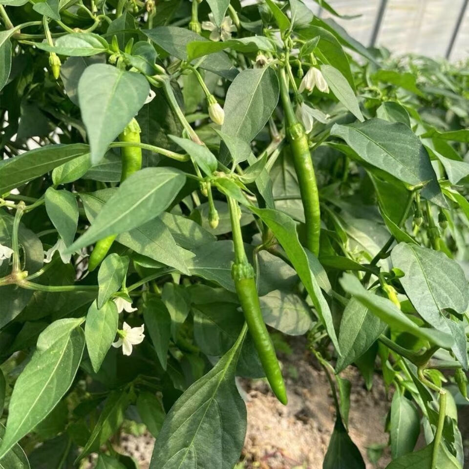 杭椒新鲜薄皮青椒特辣超辣小米辣新鲜老品种杭椒蔬菜 3斤手工精选【微