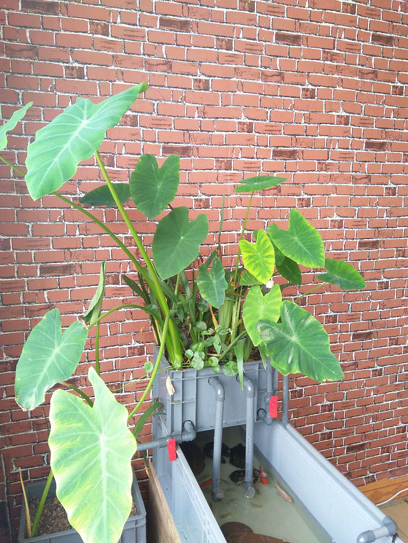 水培沼泽过滤箱挺水植物美人蕉莺尾水菖蒲水芋龟缸过滤水草铜钱草莺尾