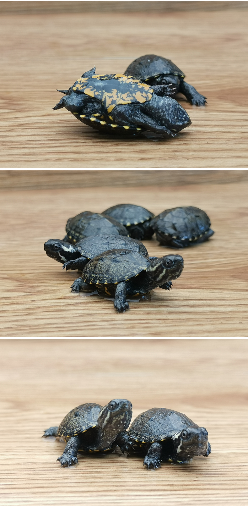 头盔龟苗蛋龟剃刀龟果核龟宠物龟蛋小型观赏龟 3.5至4.5厘米错甲 默认