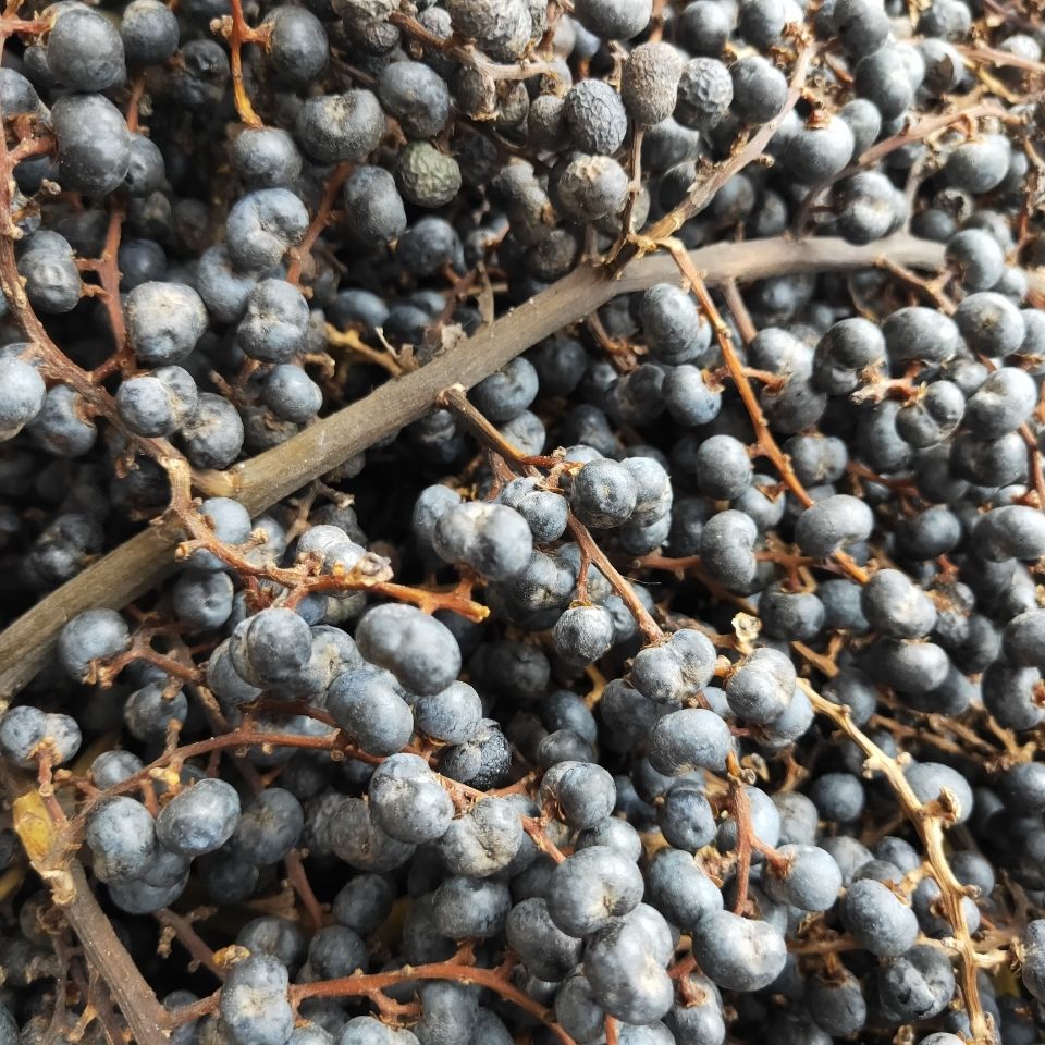 秦岭中药材野生无硫棕榈籽棕榈子败棕子棕树果500克 无硫棕榈籽1斤