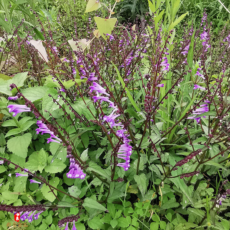 半枝莲野生中药材新货新鲜白花蛇舌草新货半枝莲买半斤赠半斤实发1斤