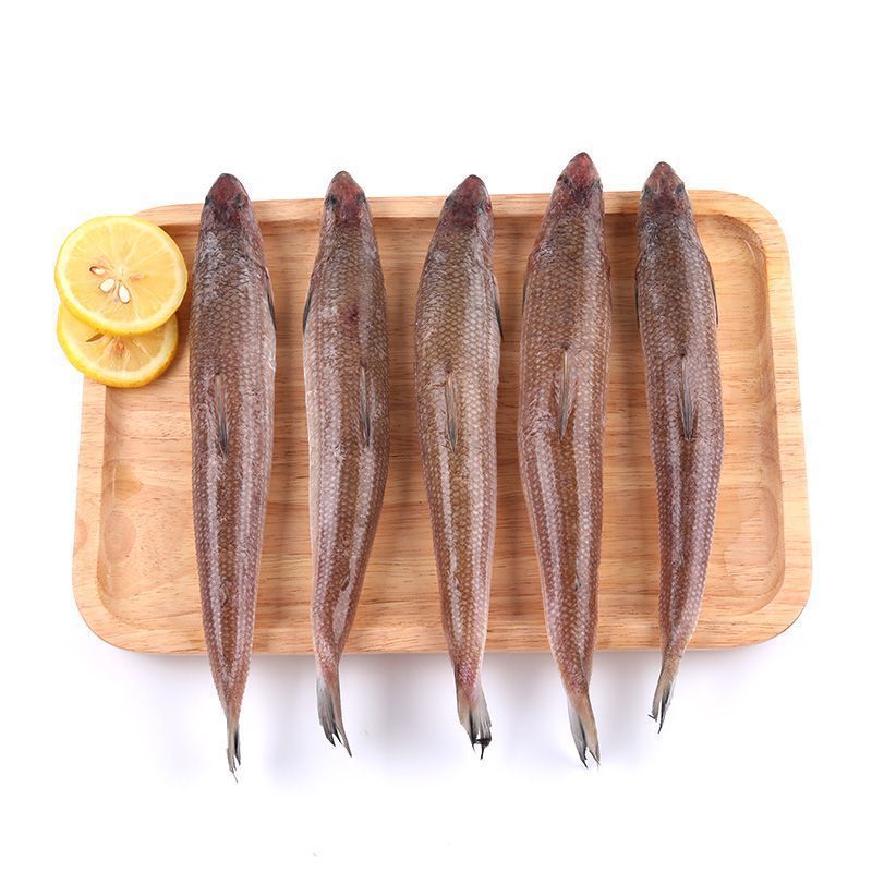 5斤鲜活海捕大梭鱼沙丁深海小鱼海杂鱼海鱼新鲜海鲜水产一箱批发 沙丁