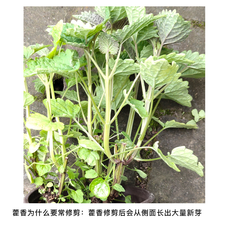 四川藿香苗魚香菜苗盆栽茴香味五香食用川霍香苗香草花園大苗薄荷藿香