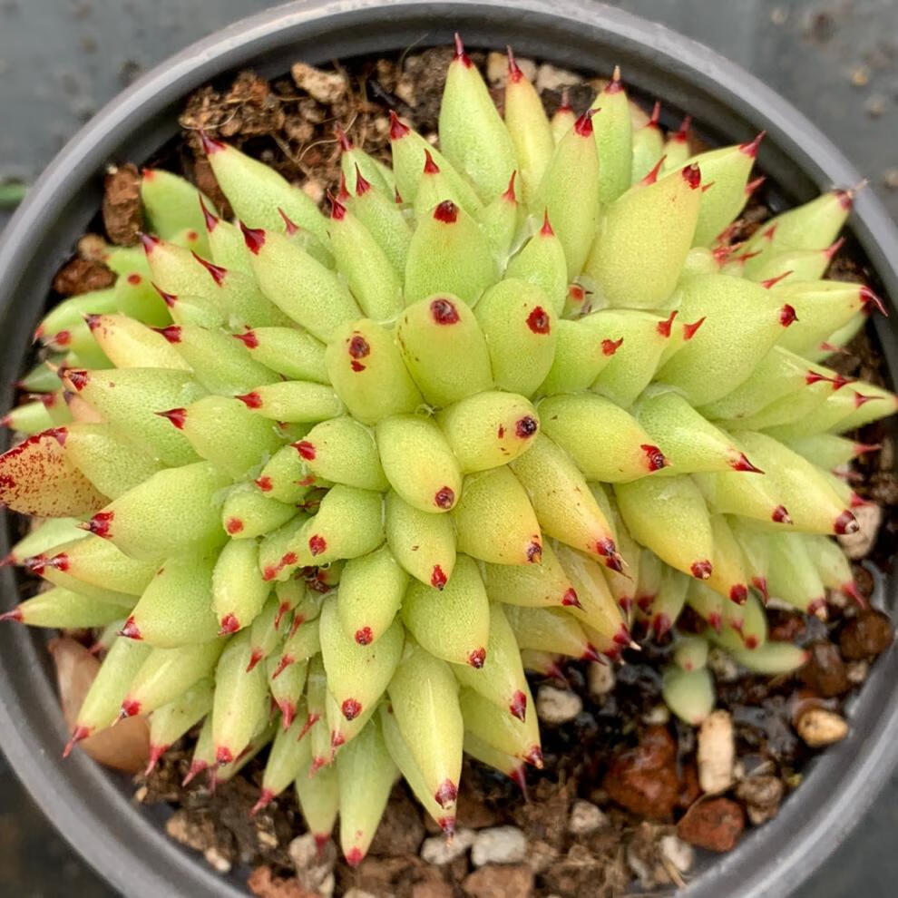 虎鲸多肉植物黄金玛利亚缀化有龙头贵货肉肉盆栽虎鲸缀化冠幅6cm左右