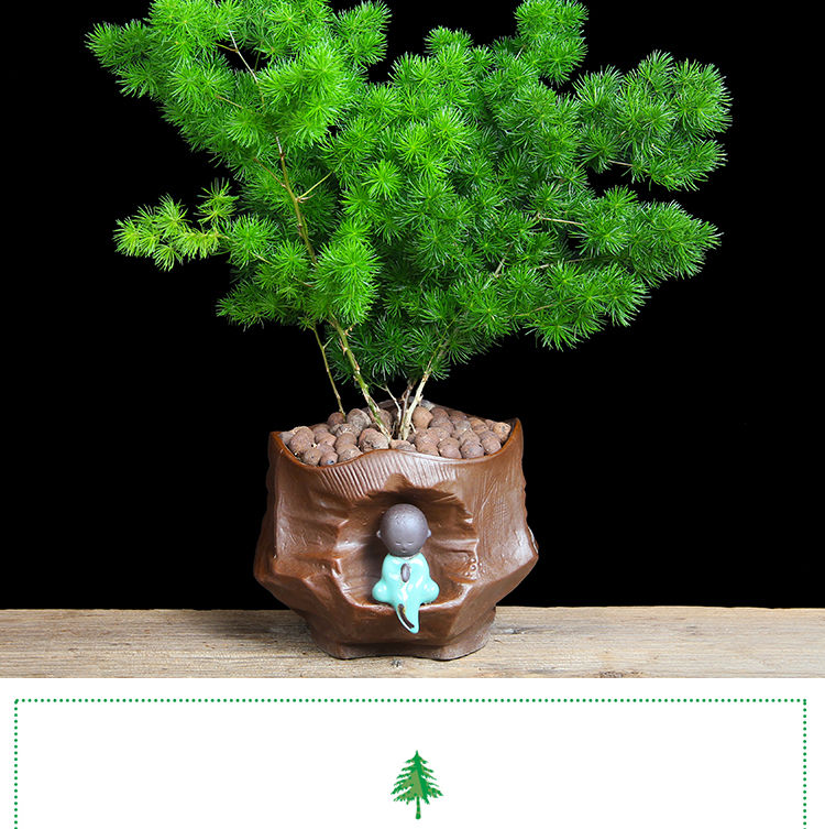 蓬莱松盆栽室内猴年盆景绿植吉祥猴四季常青办公室客厅植物蓬莱松黑