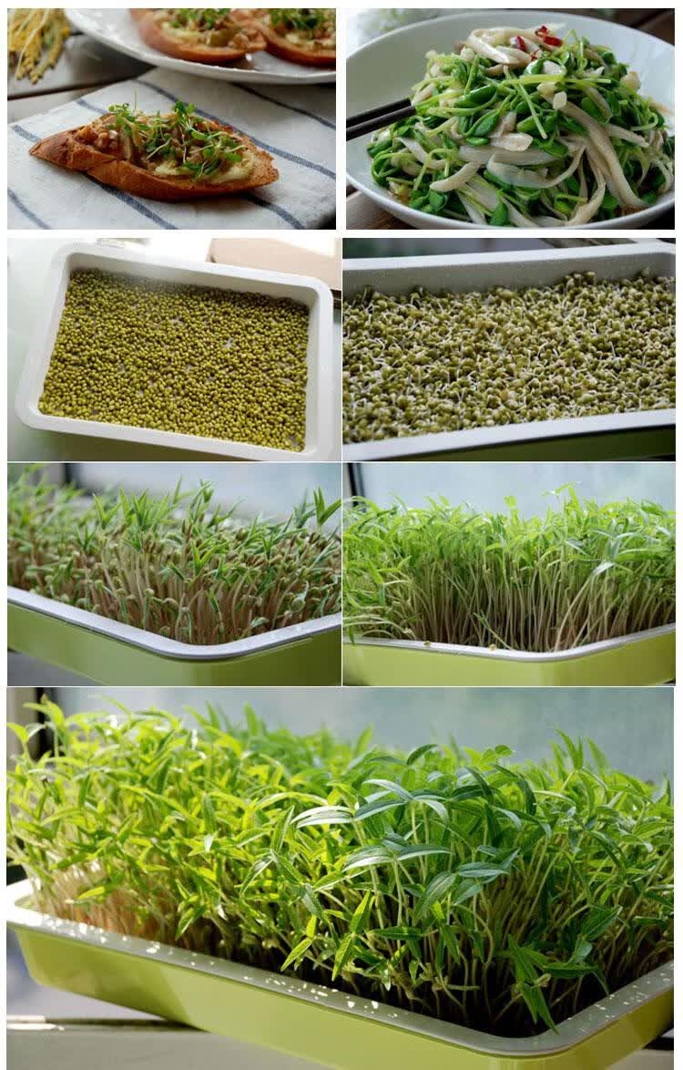 无土栽培芽苗菜种子菜苗纸上水培萝卜豌豆空心菜松柳蔬菜种孑红杆萝卜