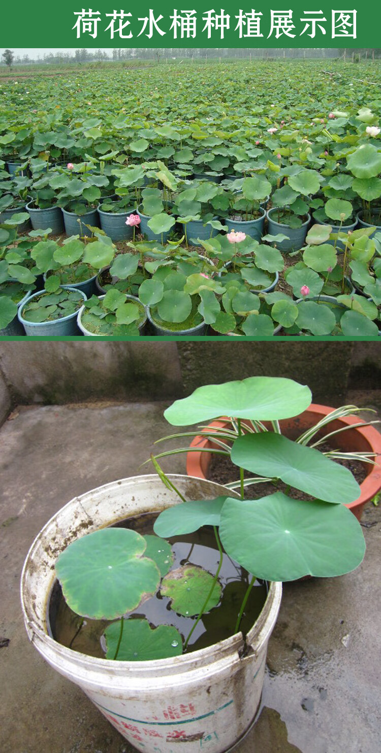大型观赏荷花种藕荷花盆栽池塘水培植物荷花苗莲藕种苗莲花苗荷花苗