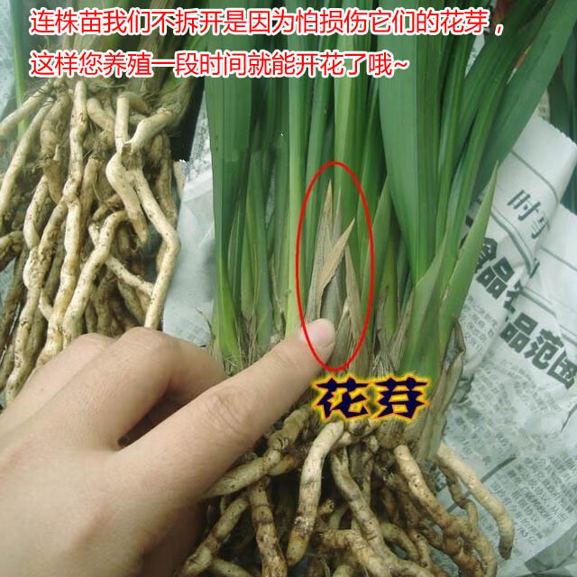 兰花 墨兰花苗 空气 金嘴墨兰(金华山)盆栽墨兰兰花苗盆栽四季兰花芽