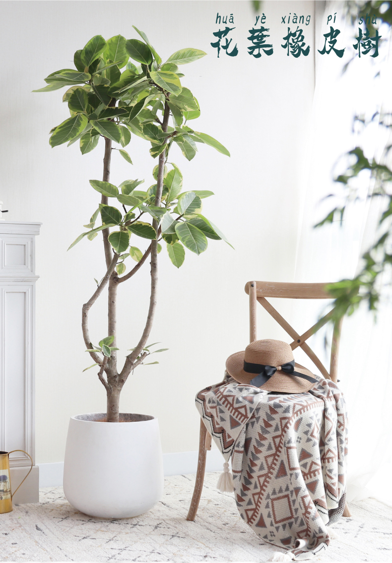 嘉瑰 花叶橡皮树/黄金榕1