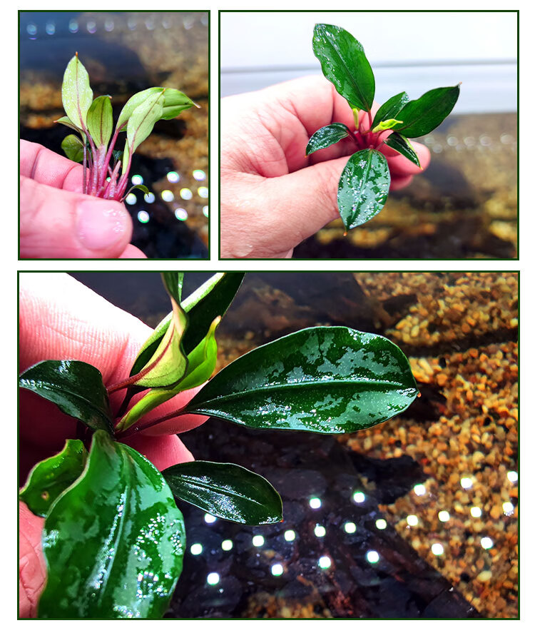 草缸新手懒人造景装饰淡水活体植物定植 莫特红(单颗) - 辣椒榕【图片