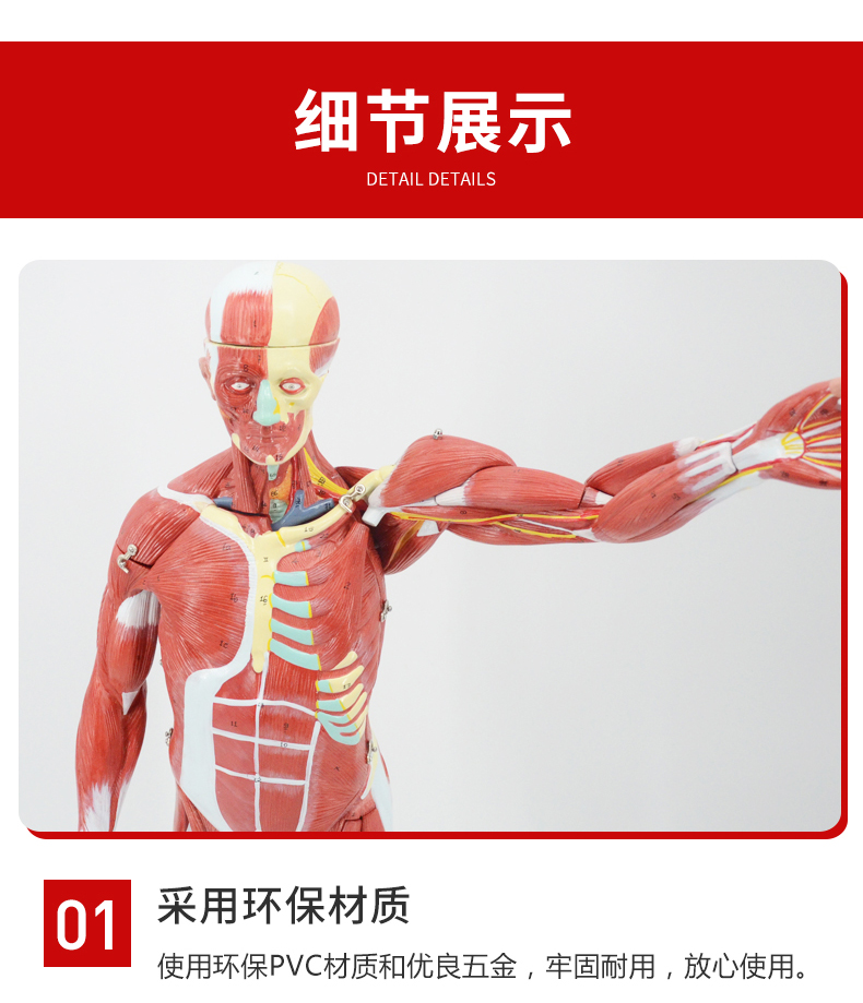 人体肌肉模型可拆卸人模型全身肌肉解剖骨骼艺用肌肉起止点医用放大手