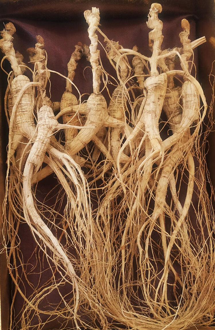 人参长白山林下参东北15年干参特产礼盒20年泡酒林下老山参野山参 红