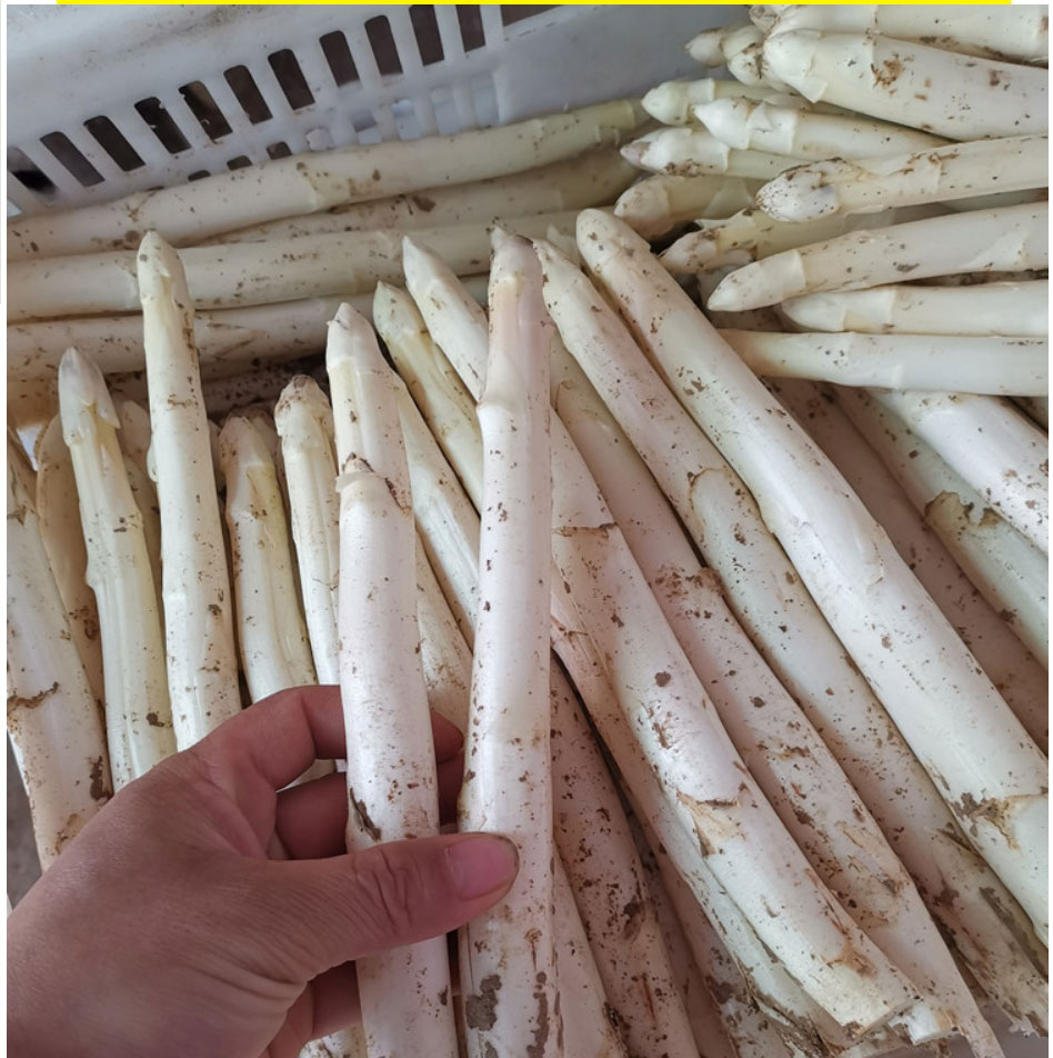 山东白芦笋新鲜蔬菜酒店西餐火锅生鲜食材白芦笋新鲜精品1500g