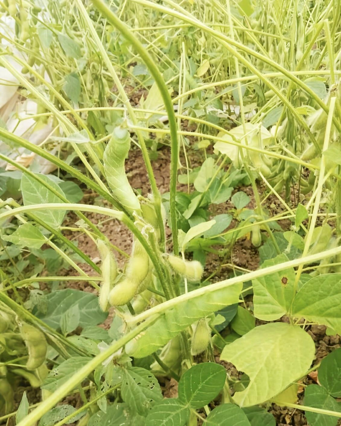 豆虫野生山东豆虫豆丹豆虫活体豆虫即食炸豆虫活豆虫豆青虫 二斤保温