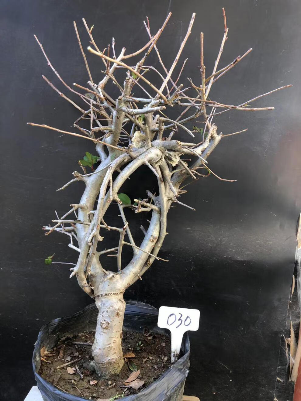 垂丝海棠植物室内好养植物老桩花卉树苗盆栽海棠盆景花卉盆栽红色 8年