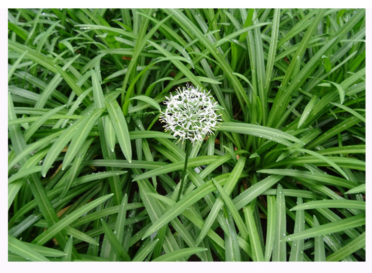 贵州特产新鲜蔬菜宽叶韭菜苤菜石韭菜大叶韭菜苗亥菜老品种好蔬菜