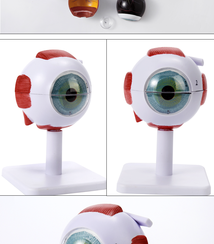 眼睛结构模型 人体教学眼球解剖结构模型可拆卸儿童仿真眼睛玩具医学