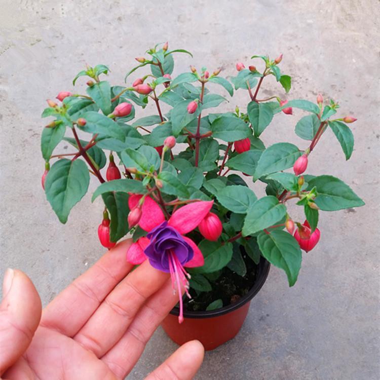 汉柠金钟花苗灯笼花盆栽花卉海棠室内外阳台吊兰净化空气四季胭脂原土