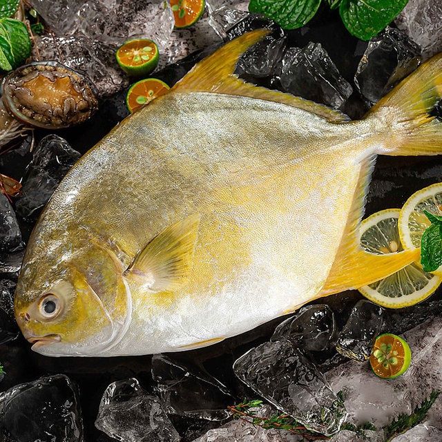 金鯧魚特大新鮮冷凍海鮮水產深海魚鯧魚海魚鮮活金昌魚海鮮水產特大號