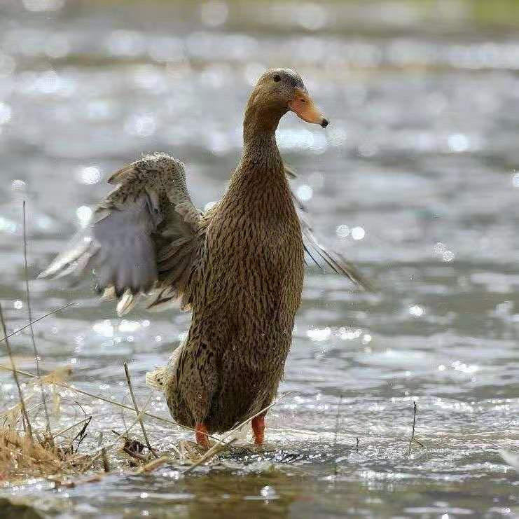 (京东生鲜)农村现杀活土鸭麻鸭老鸭笨鸭新鲜整鸭生鸭肉冷冻鸭子肉