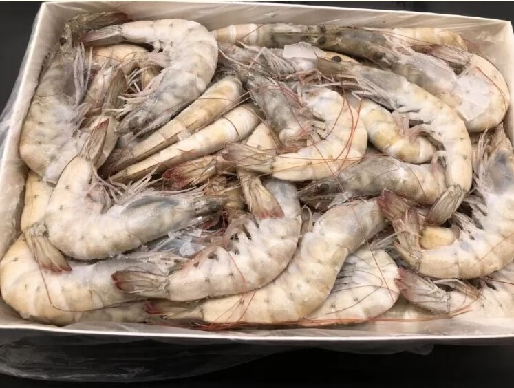 桑塔 厄瓜多尔白虾 盐冻新鲜大虾海虾基围虾冰虾青虾鲜活海鲜 1650g